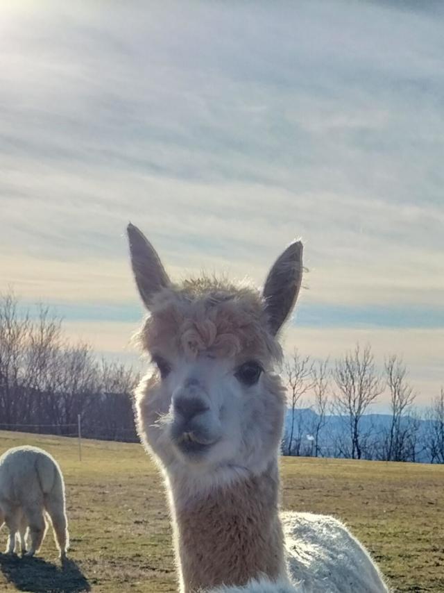 Fawnfarbene Alpaka Stute Finja